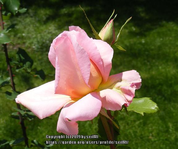 Photo of Hybrid Tea Rose (Rosa 'Tiffany') uploaded by seilMI
