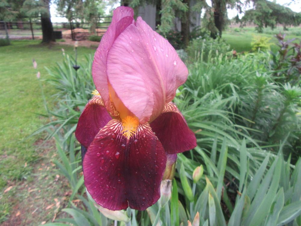 Photo of Tall Bearded Iris (Iris 'Indian Chief') uploaded by tveguy3