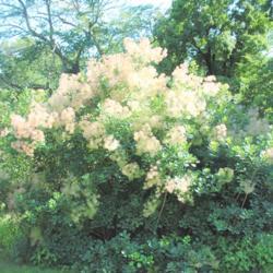Location: Tyler Arboretum near Media, Pennsylvania
Date: 2012-06-16
full-grown shrub in bloom