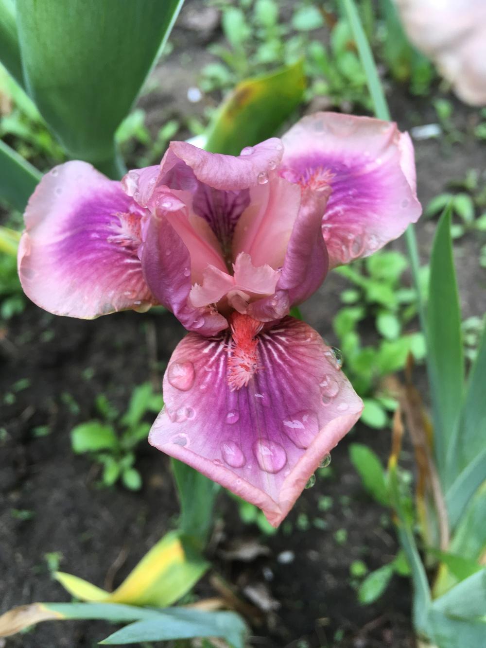 Photo of Intermediate Bearded Iris (Iris 'Raspberry Blush') uploaded by Lbsmitty