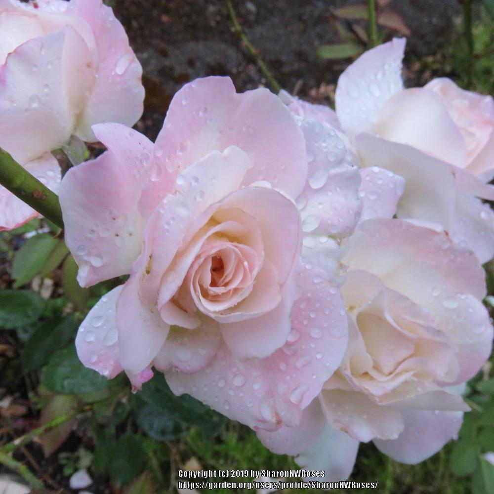 Photo of Rose (Rosa 'Pristine') uploaded by SharonNWRoses