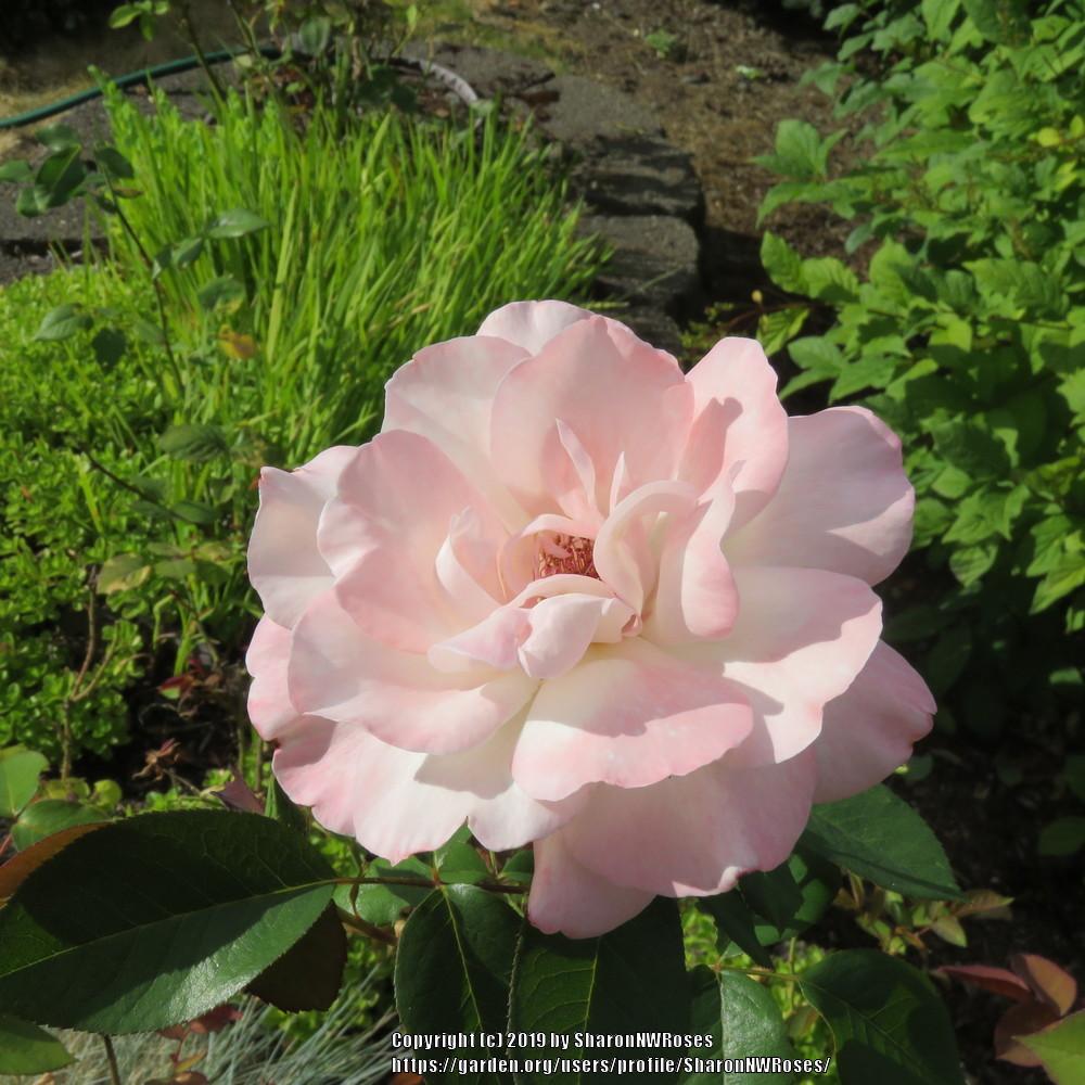 Photo of Rose (Rosa 'Pristine') uploaded by SharonNWRoses