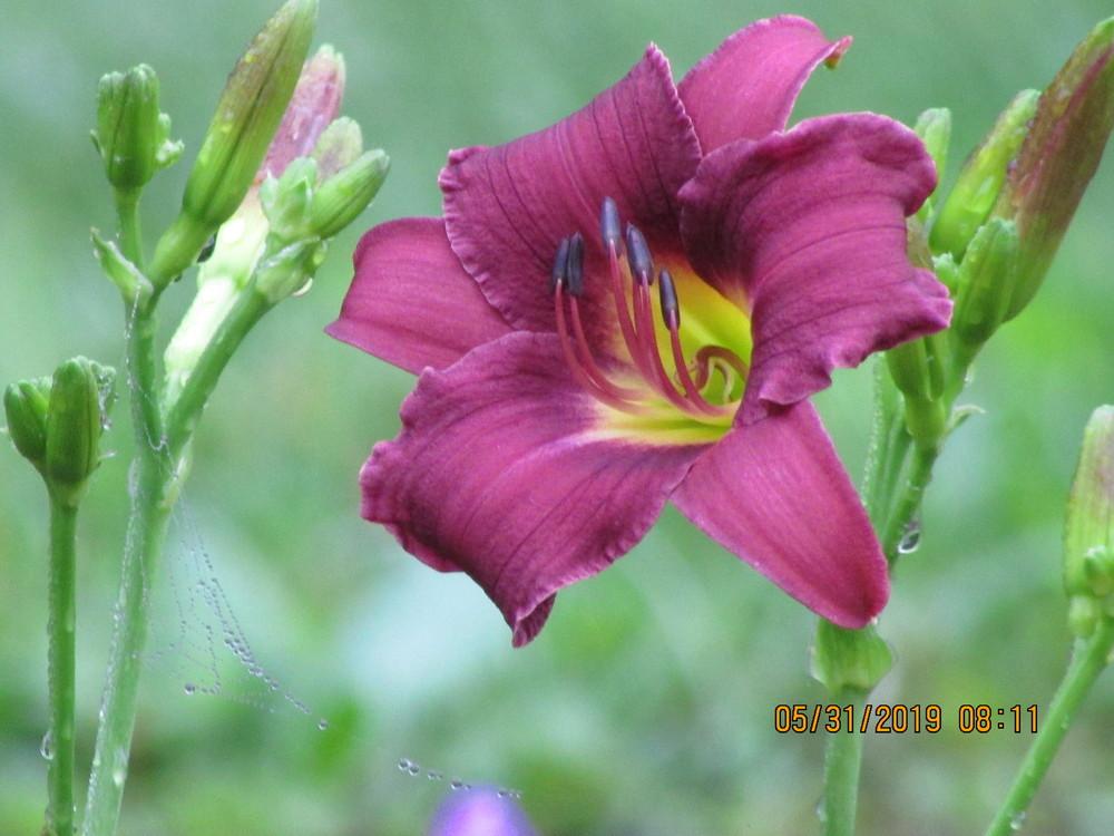 Photo of Daylily (Hemerocallis 'Blueberry Trumpets') uploaded by beenthere