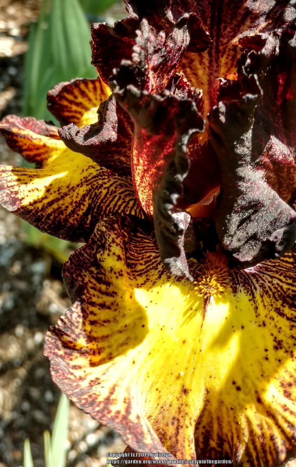 Photo of Tall Bearded Iris (Iris 'Tuscan Summer') uploaded by evelyninthegarden
