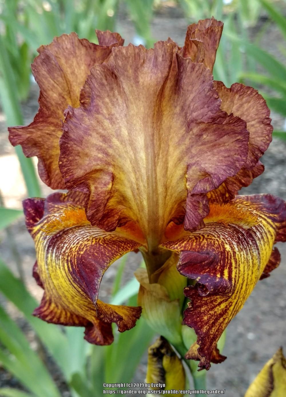 Photo of Tall Bearded Iris (Iris 'Lightning Streak') uploaded by evelyninthegarden