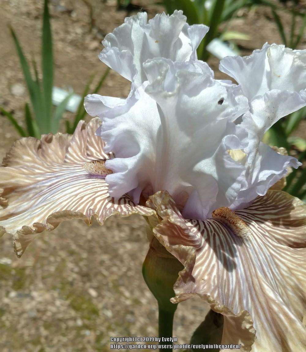 Photo of Tall Bearded Iris (Iris 'Tango Amigo') uploaded by evelyninthegarden