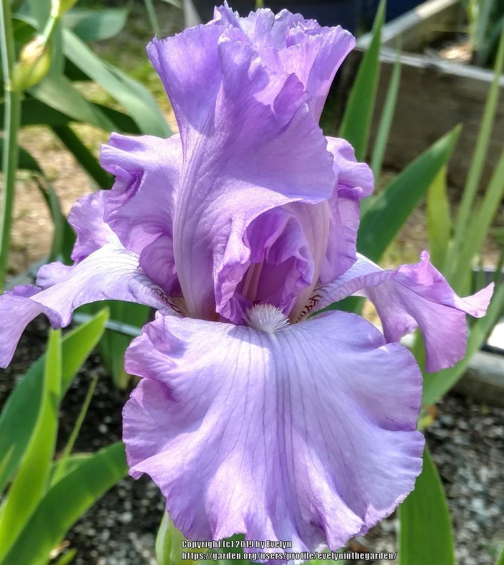 Photo of Tall Bearded Iris (Iris 'Mary Frances') uploaded by evelyninthegarden