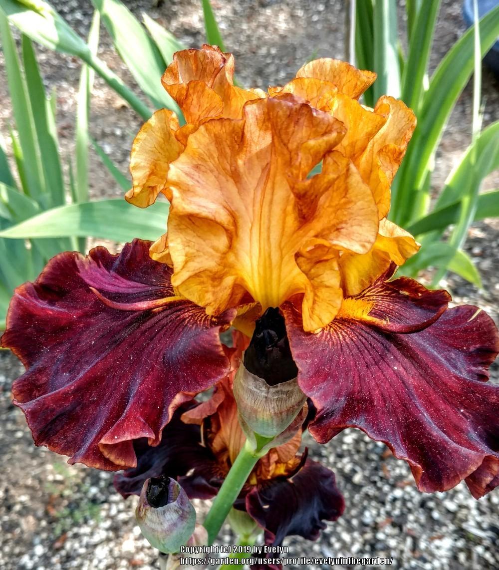 Photo of Tall Bearded Iris (Iris 'Solar Fire') uploaded by evelyninthegarden