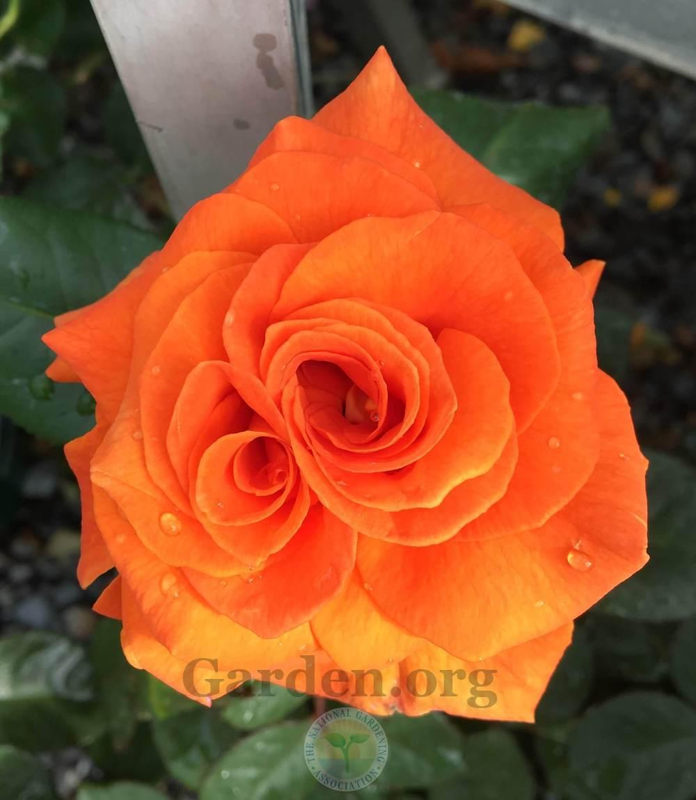 Photo of Rose (Rosa 'Vavoom') uploaded by BlueOddish