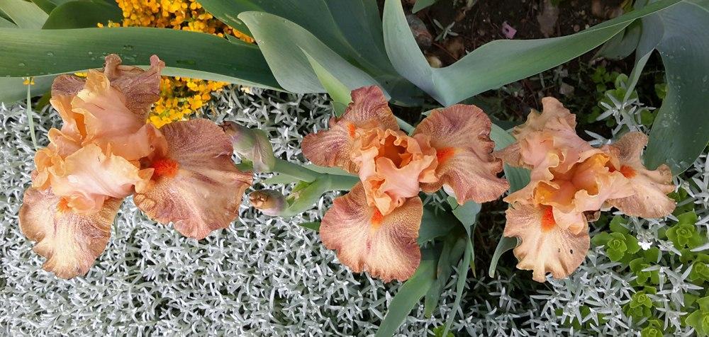 Photo of Intermediate Bearded Iris (Iris 'Spiced Peaches') uploaded by Hajue