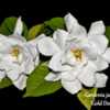 Gardenia jasminoides - Gold Doubloon 001 text