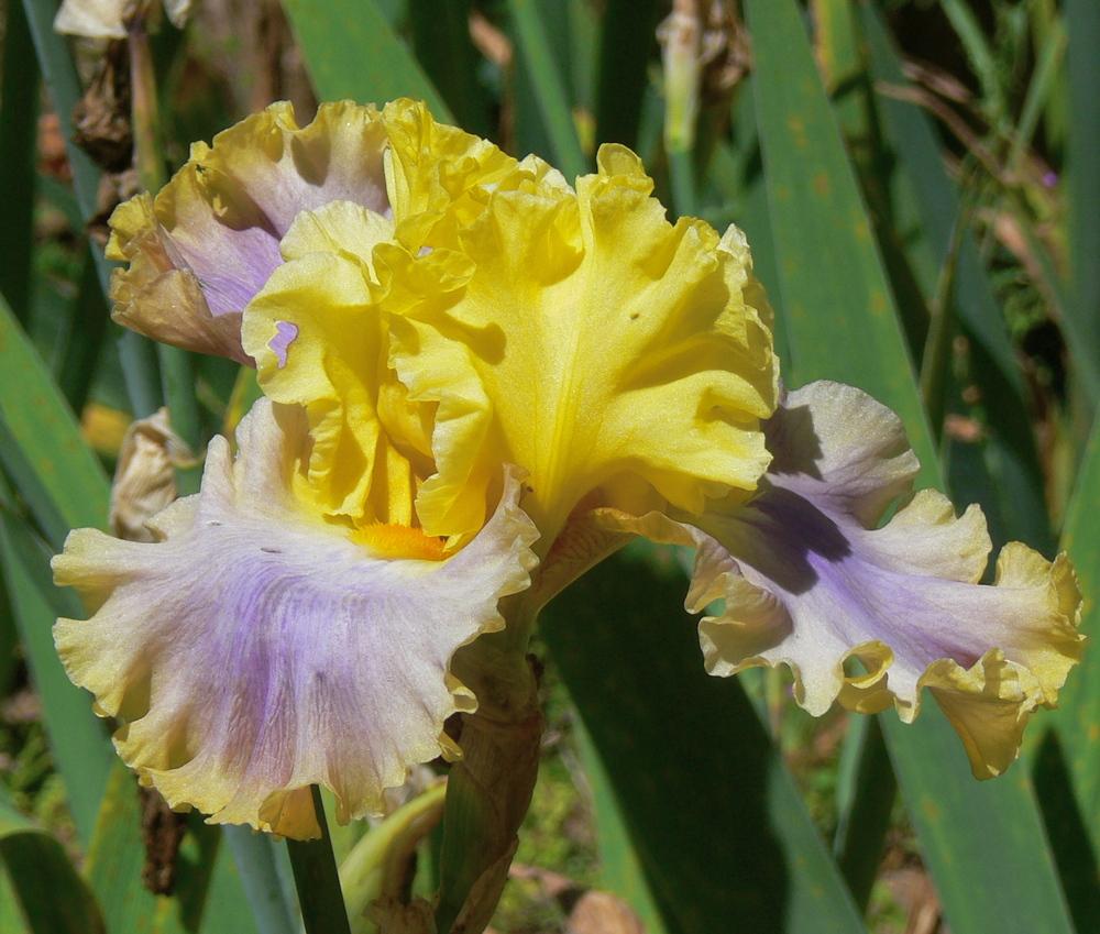 Photo of Tall Bearded Iris (Iris 'Catwalk Queen') uploaded by janwax