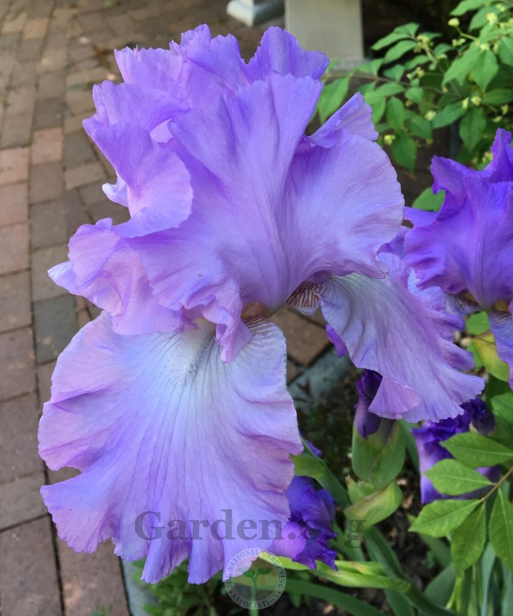 Photo of Irises (Iris) uploaded by BlueOddish