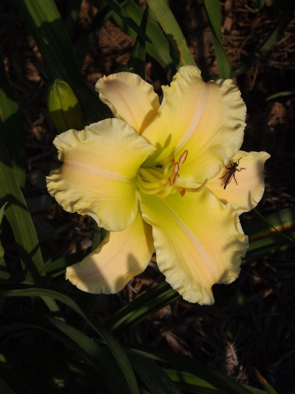 Photo of Daylily (Hemerocallis 'Texas Beautiful Bouquet') uploaded by Curlycollards