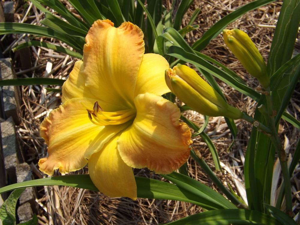 Photo of Daylily (Hemerocallis 'Different Direction') uploaded by Curlycollards