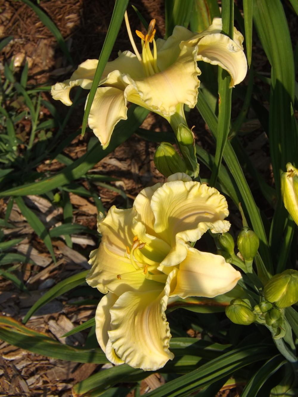Photo of Daylily (Hemerocallis 'Texas Beautiful Bouquet') uploaded by Curlycollards