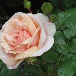 Location: Northern California, Zone 9b
Date: 2019-05-26
Cream Veranda - Beautiful apricot colored rose