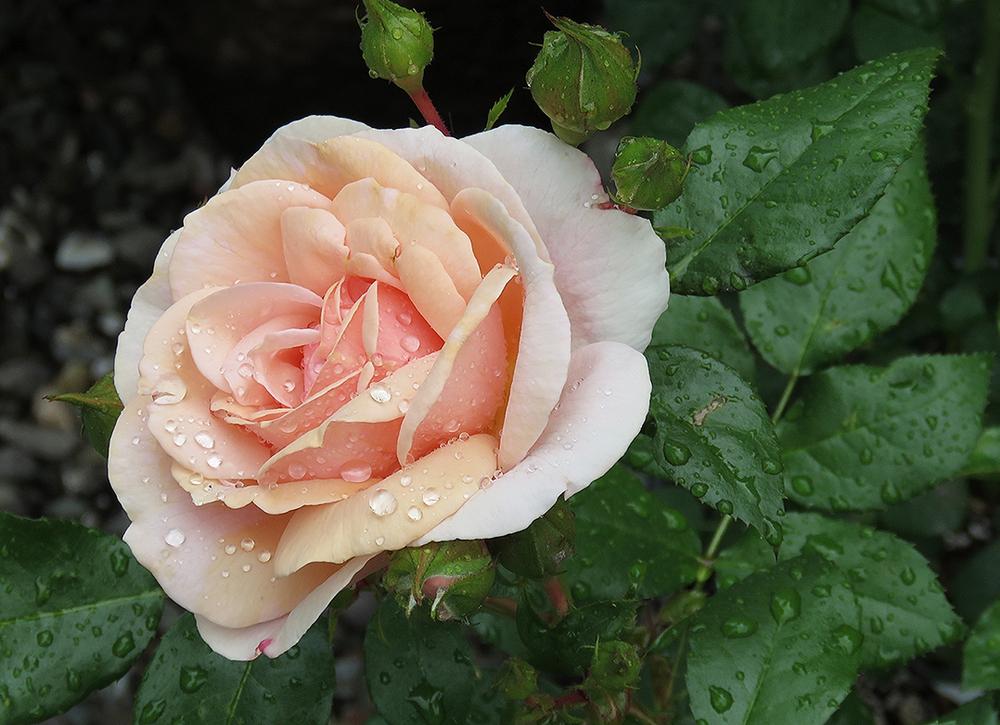 Photo of Rose (Rosa 'Garden of Roses') uploaded by DebraZone9
