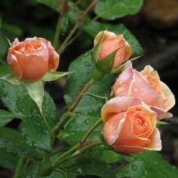 Location: Northern California, Zone 9b
Date: 2019-05-26
Cream Veranda - Beautiful apricot colored rose, gradually fades t
