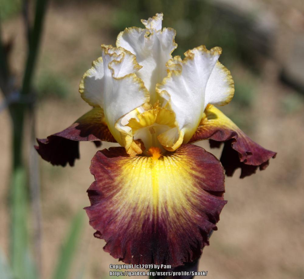 Photo of Tall Bearded Iris (Iris 'Superhero') uploaded by Snork