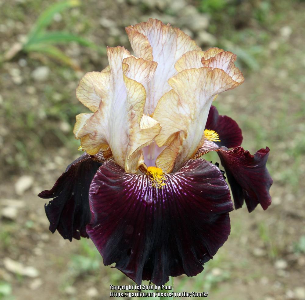 Photo of Tall Bearded Iris (Iris 'Rum and Coke') uploaded by Snork