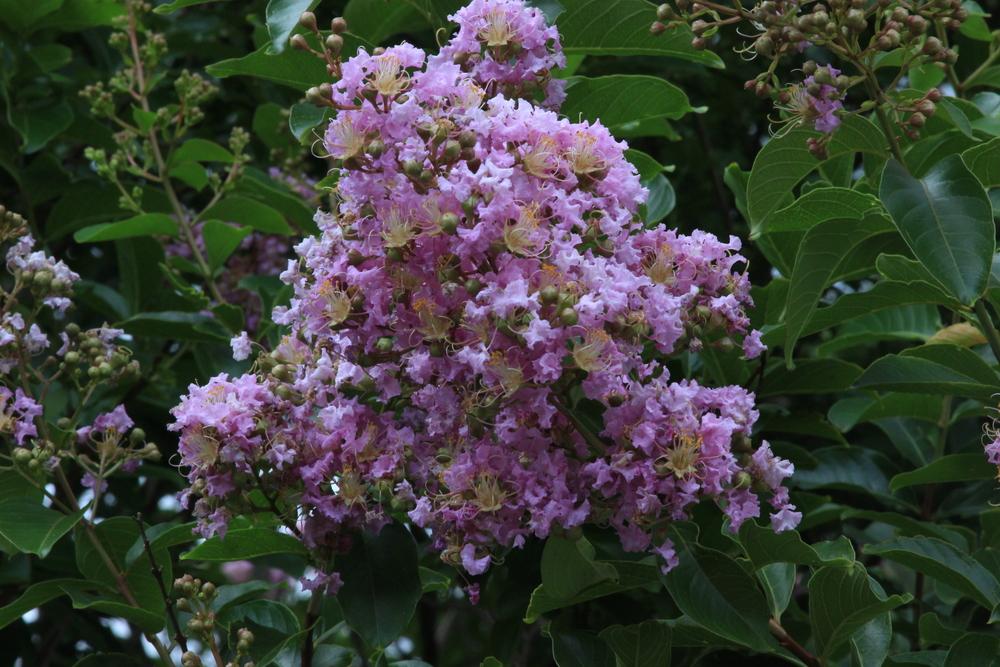 Photo of Crepe Myrtle (Lagerstroemia 'Muskogee') uploaded by abigail