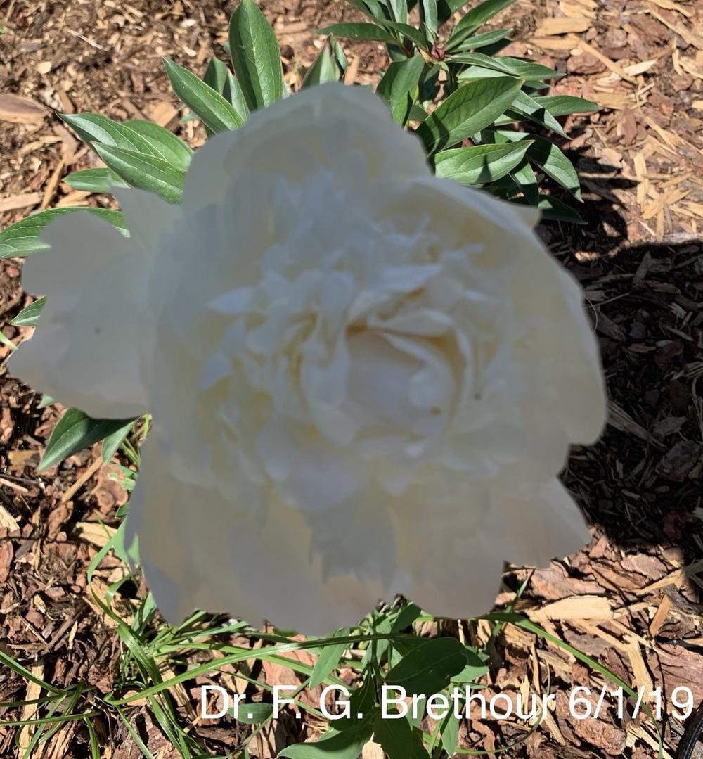 Photo of Peony (Paeonia lactiflora 'Dr. F. G. Brethour') uploaded by carmel2012