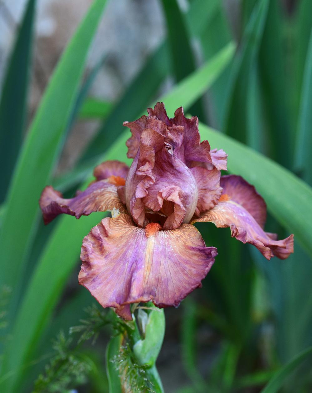 Photo of Tall Bearded Iris (Iris 'Sorbet Fraise') uploaded by cliftoncat