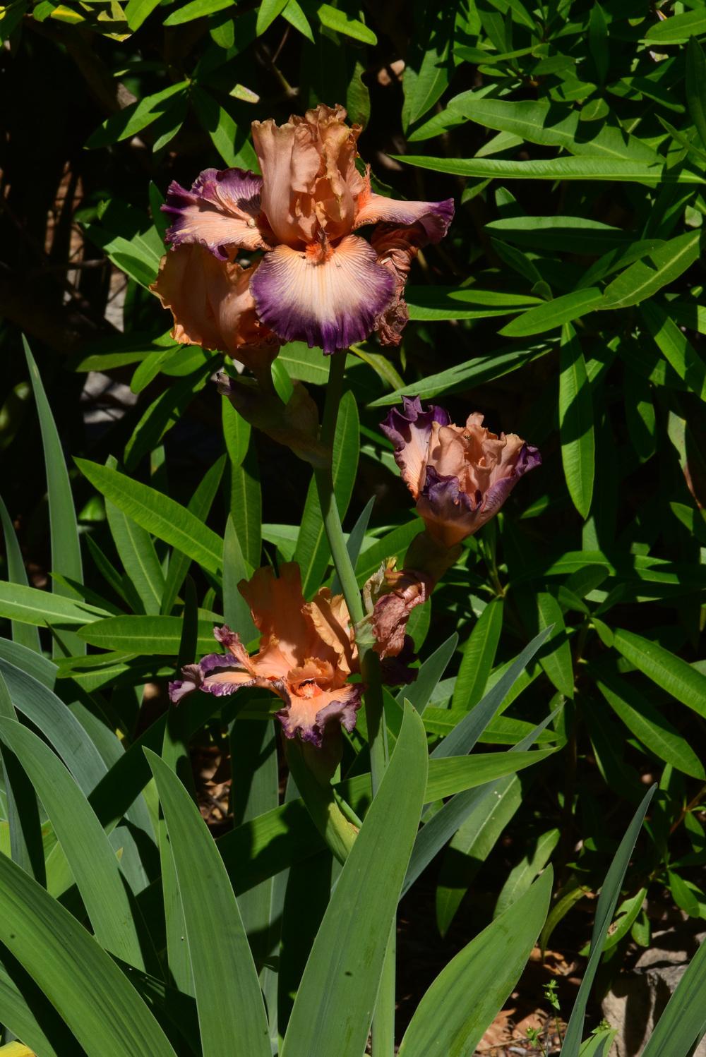 Photo of Tall Bearded Iris (Iris 'Belle de Mai') uploaded by cliftoncat
