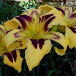 Location: West Gazebo
Date: 2019-06-01
This is why I love this daylily!