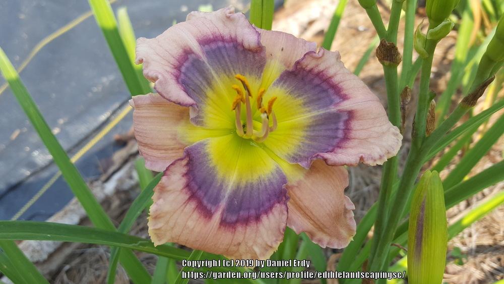 Photo of Daylily (Hemerocallis 'Mississippi Blues') uploaded by ediblelandscapingsc