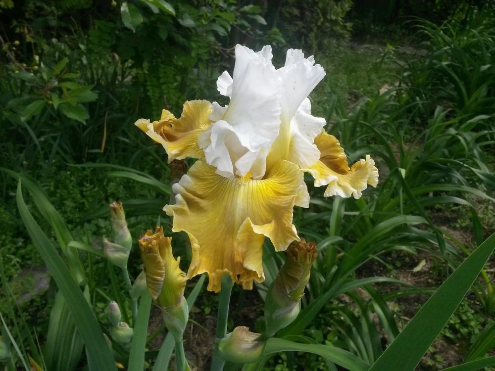 Photo of Tall Bearded Iris (Iris 'Going Green') uploaded by pasla3