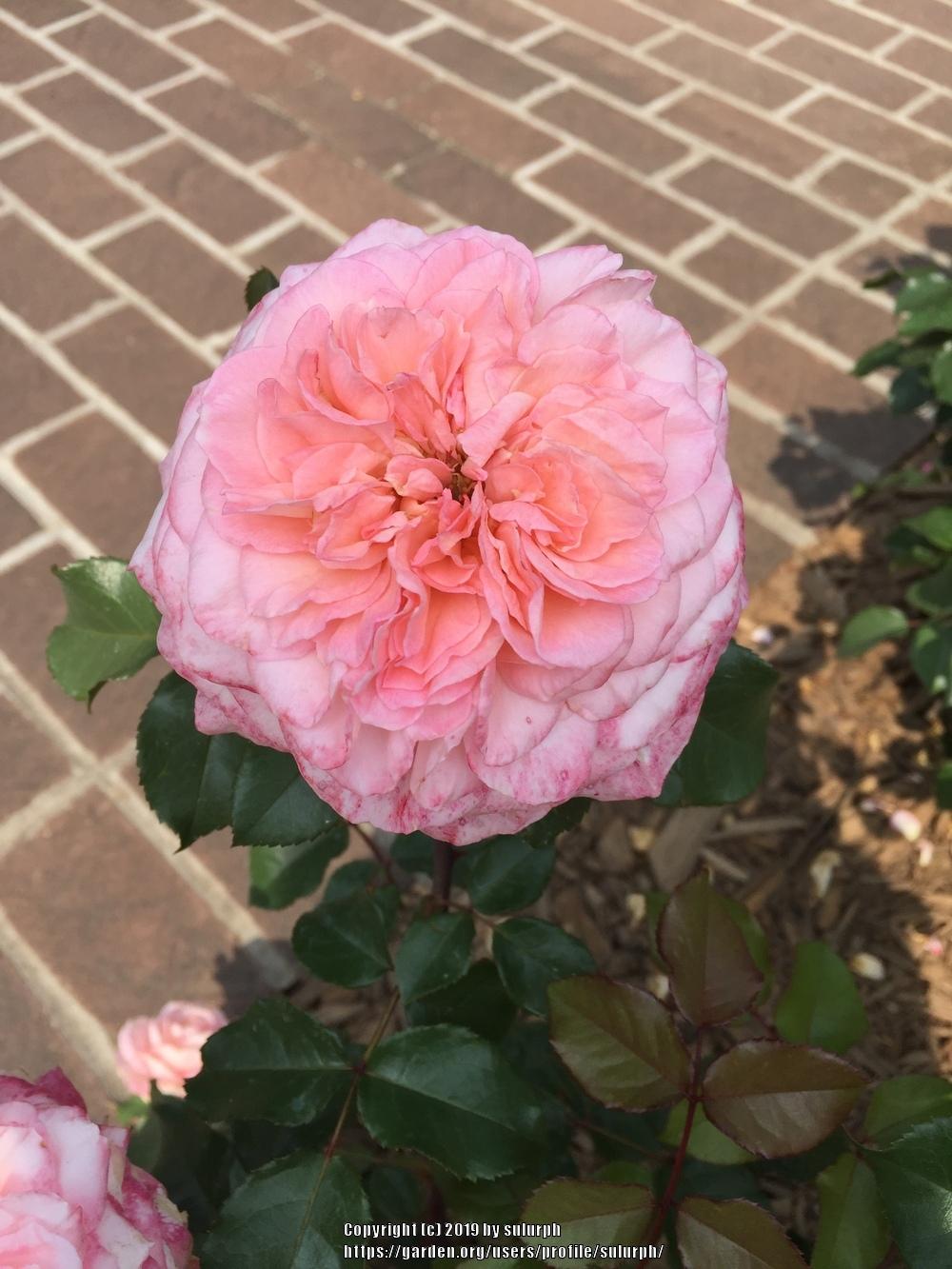 Photo of Rose (Rosa 'Savannah') uploaded by sulurph