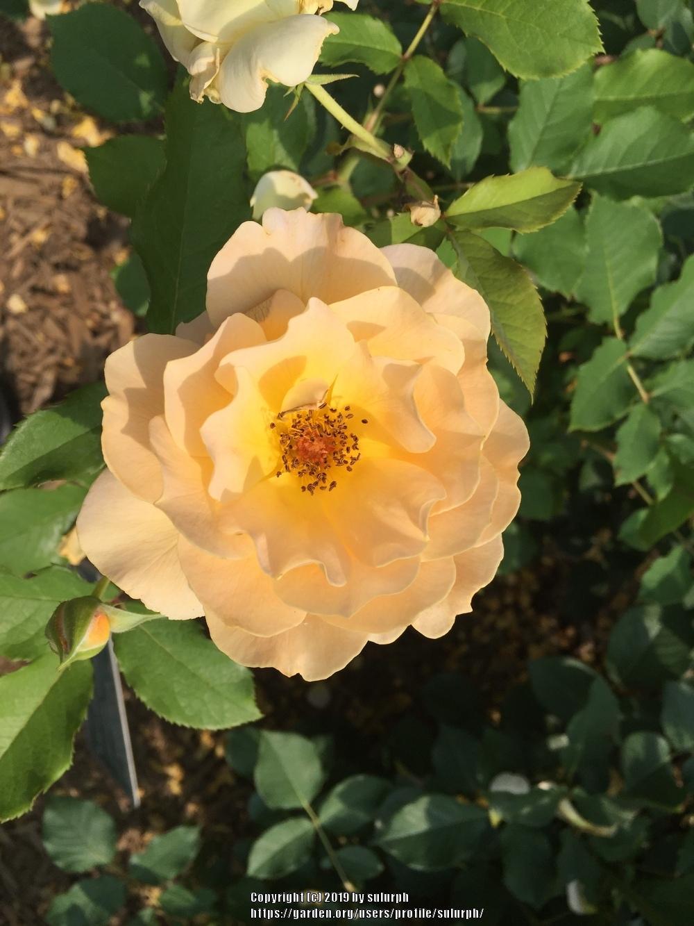 Photo of Rose (Rosa 'Honey Perfume') uploaded by sulurph