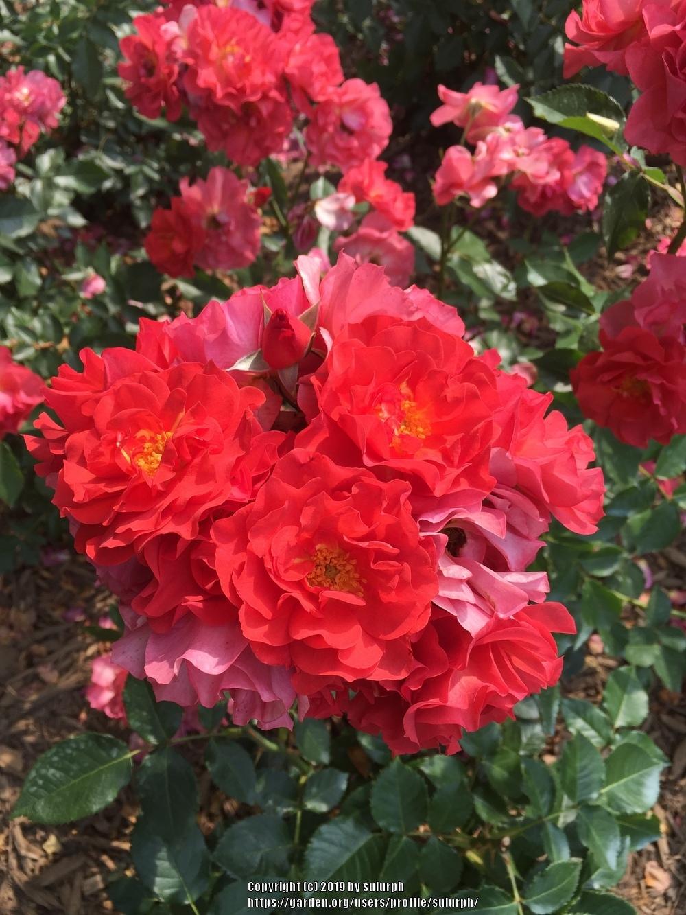Photo of Floribunda Rose (Rosa 'Cinco de Mayo') uploaded by sulurph