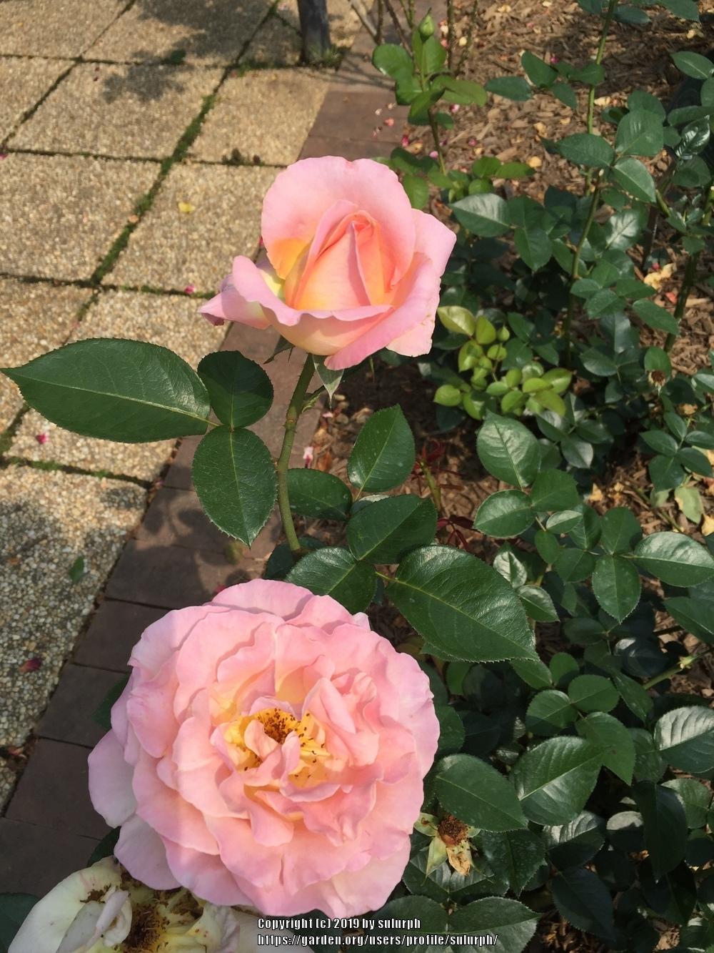 Photo of Rose (Rosa 'Elle') uploaded by sulurph