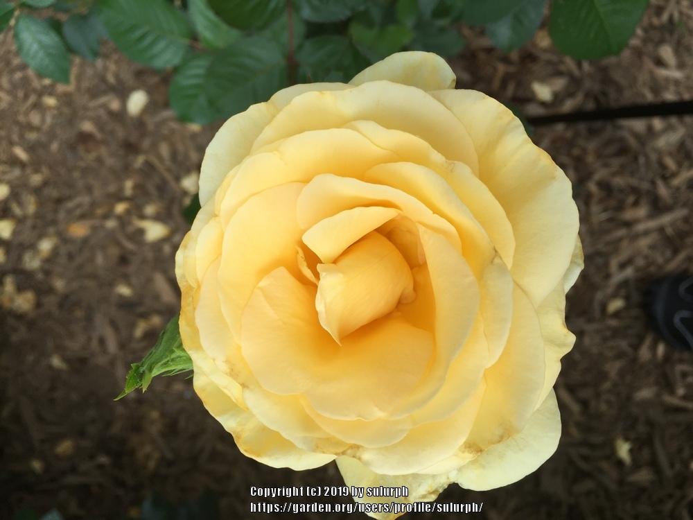 Photo of Rose (Rosa 'Sunshine Daydream') uploaded by sulurph