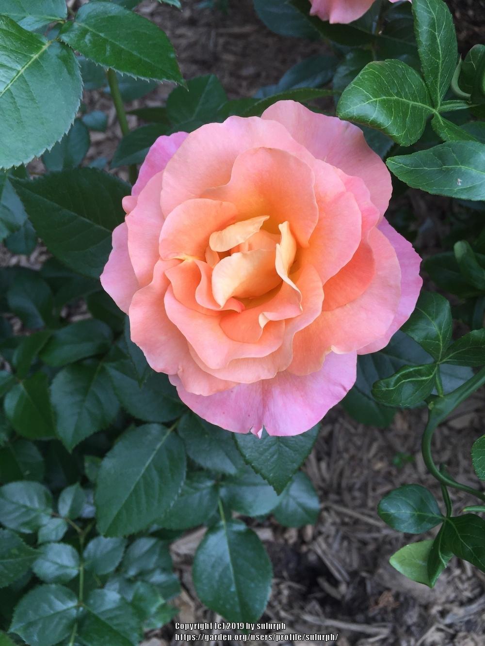 Photo of Rose (Rosa 'Day Breaker') uploaded by sulurph