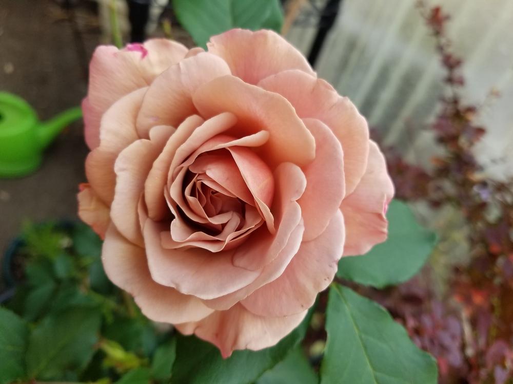 Photo of Rose (Rosa 'Koko Loko') uploaded by Aazhie