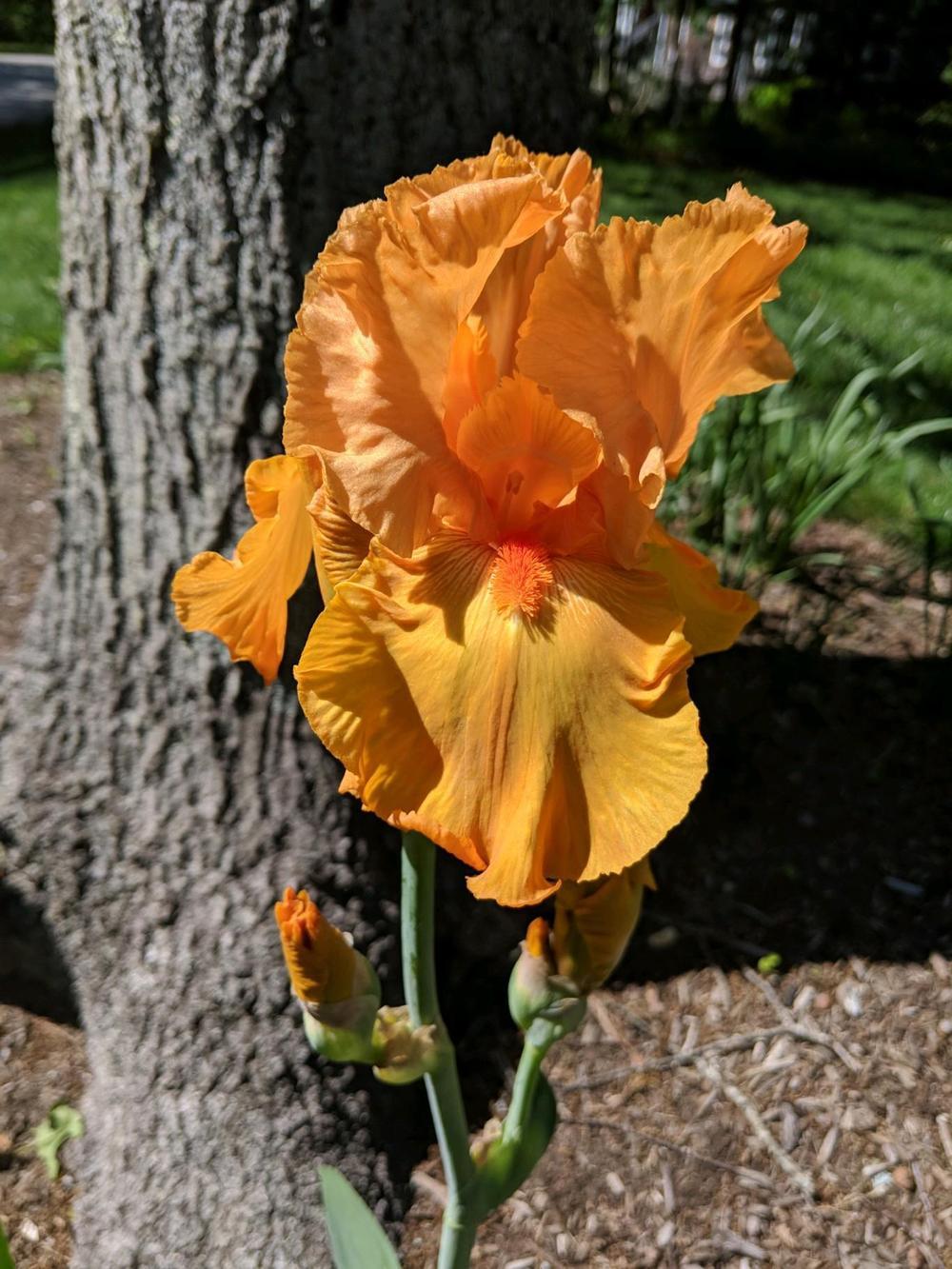 Photo of Tall Bearded Iris (Iris 'Savannah Sunset') uploaded by ElyceC