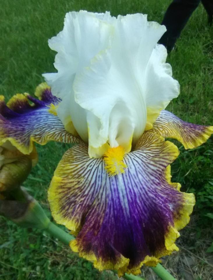 Photo of Tall Bearded Iris (Iris 'Patchwork Puzzle') uploaded by Tiff2884