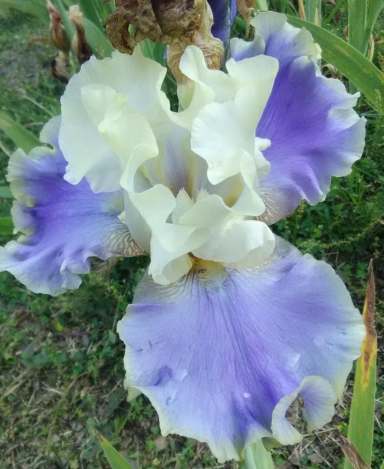 Photo of Tall Bearded Iris (Iris 'Kona Waves') uploaded by Tiff2884