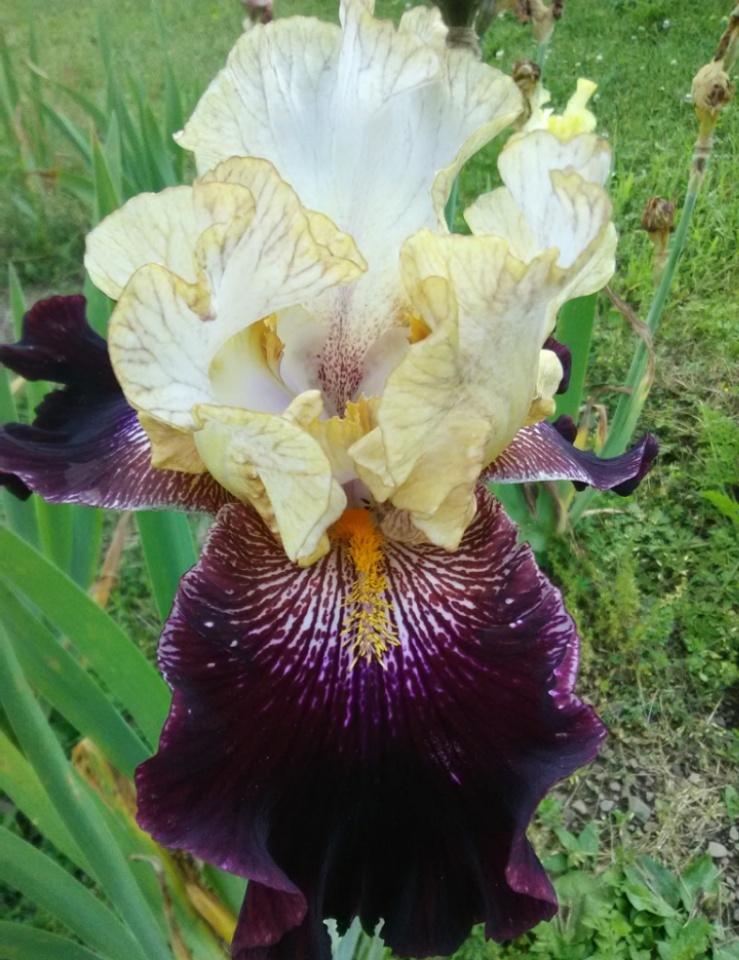 Photo of Tall Bearded Iris (Iris 'Rum and Coke') uploaded by Tiff2884