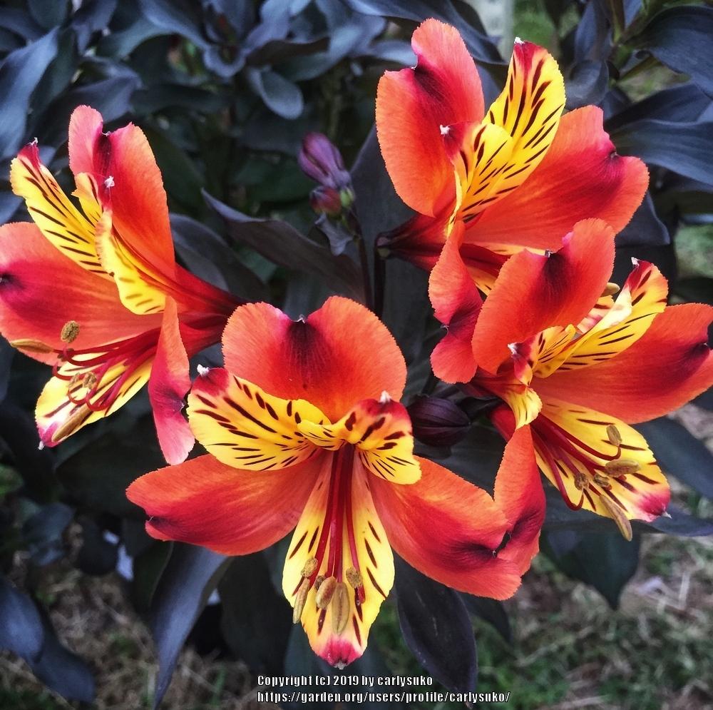 Photo of Peruvian Lily (Alstroemeria Inticancha® Indian Summer) uploaded by carlysuko