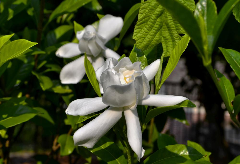 Photo of Gardenia (Gardenia jasminoides 'August Beauty') uploaded by dawiz1753