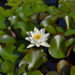 Location: Botanical Gardens of the State of Georgia...Athens, Ga
Date: 2019-06-02
Water Lily And Lily Pads 040
