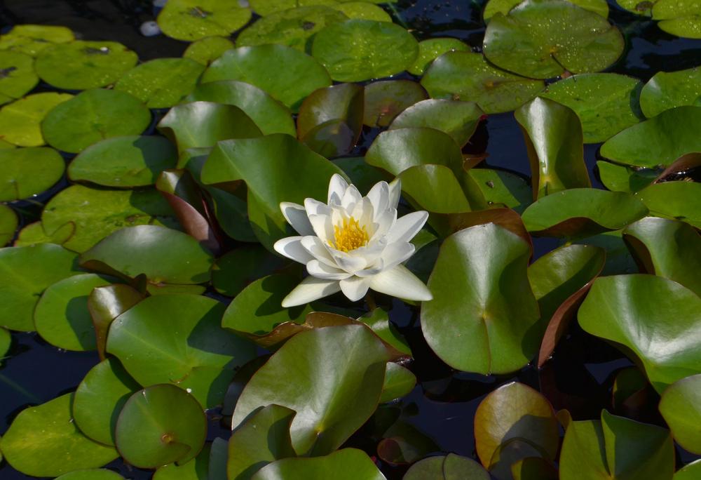 Photo of Water Lily (Nymphaea alba) uploaded by dawiz1753