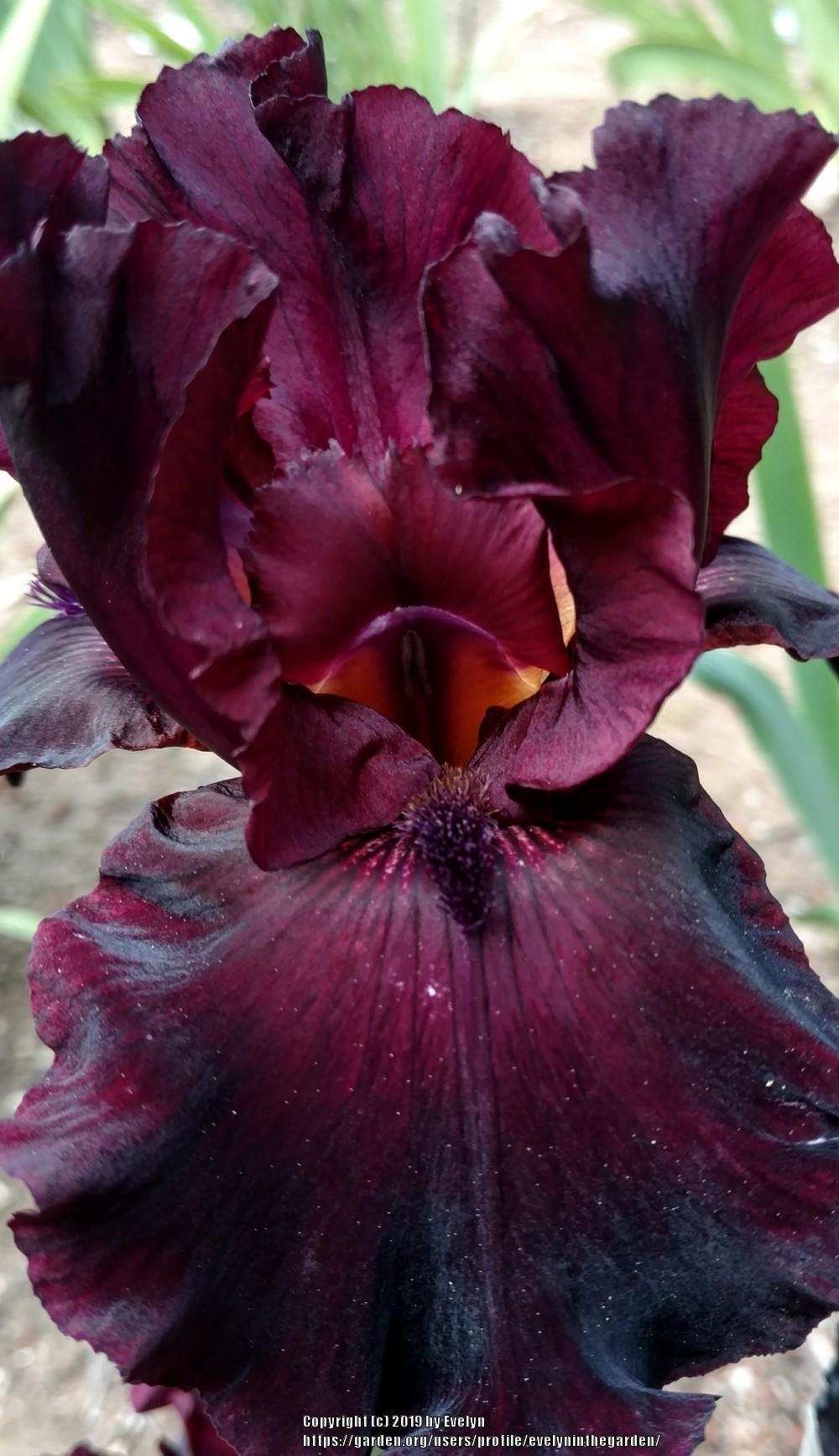 Photo of Tall Bearded Iris (Iris 'Rio Rojo') uploaded by evelyninthegarden