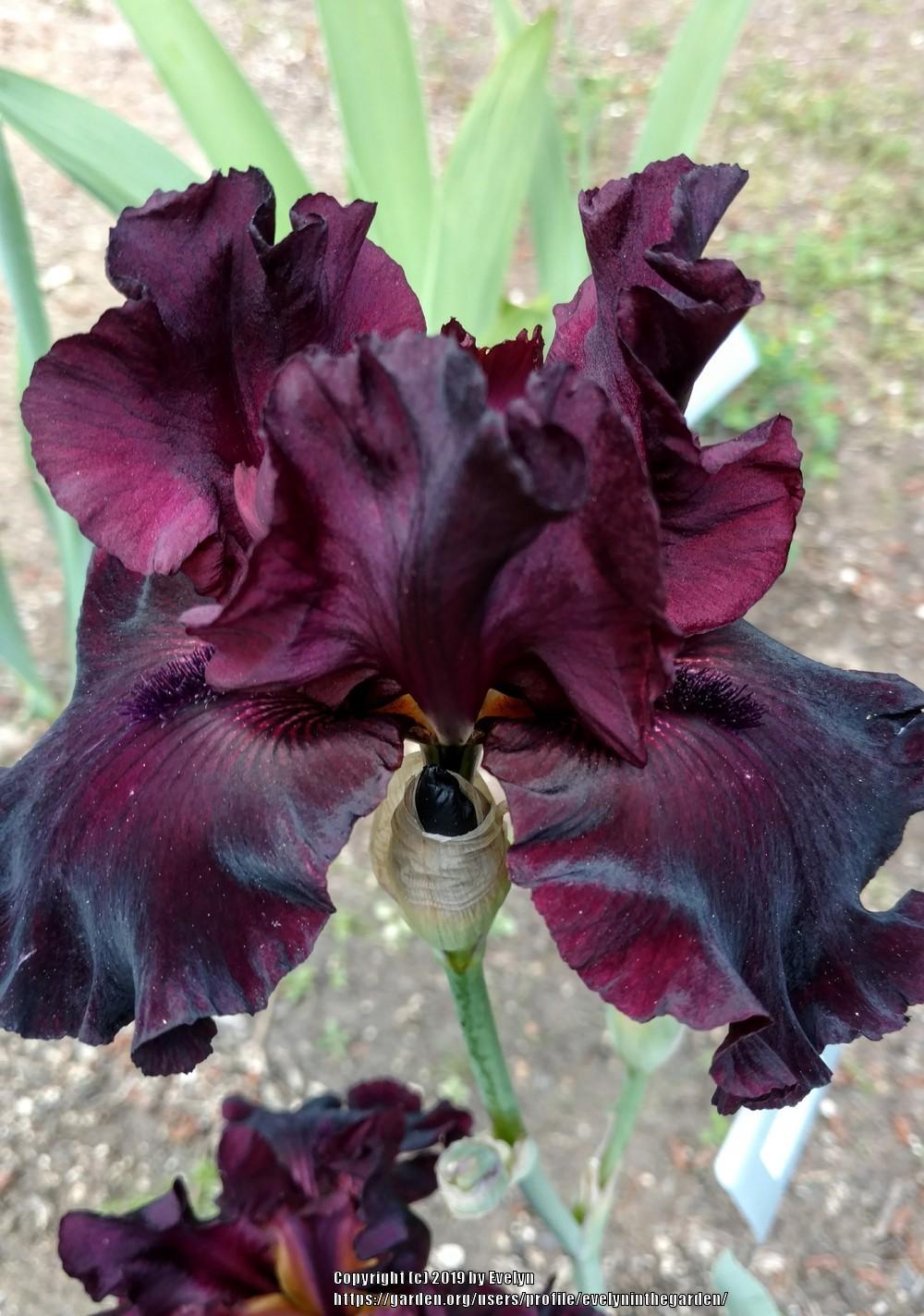Photo of Tall Bearded Iris (Iris 'Rio Rojo') uploaded by evelyninthegarden