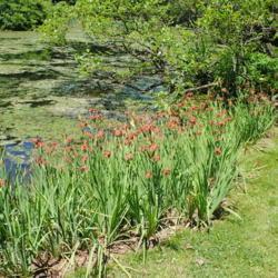 Location: Jenkins Arboretum in Berwyn, Pennsylvania
Date: 2019-05-26
colony as part of bog garden
